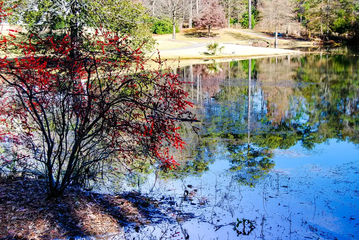 A red-berried shrub at the edge of the lake at Aldridge Gardens in Hoover.