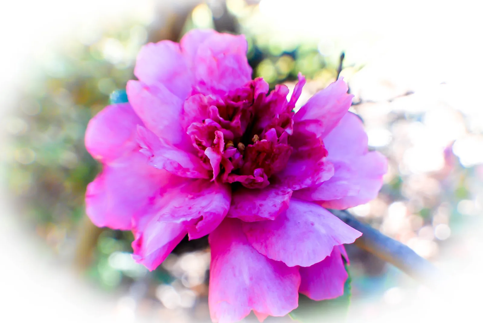 A pink camellia in bloom at Aldridge Gardens in Hoover.